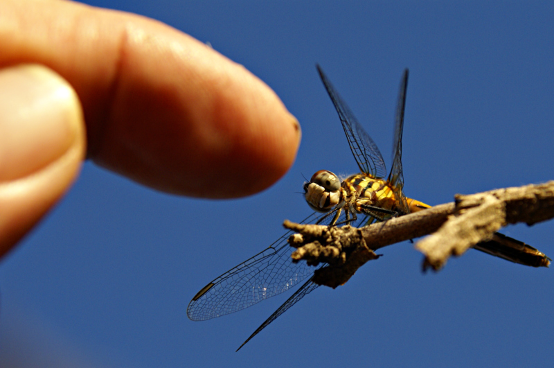 Comeon drone, straighten out those wings