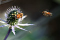 Inbound Bee