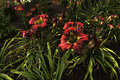 Campus blooms