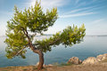The tree