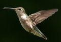 Hummer in Flight