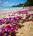 Flowers on Kailua Beach
