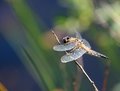 Gossamer Wings