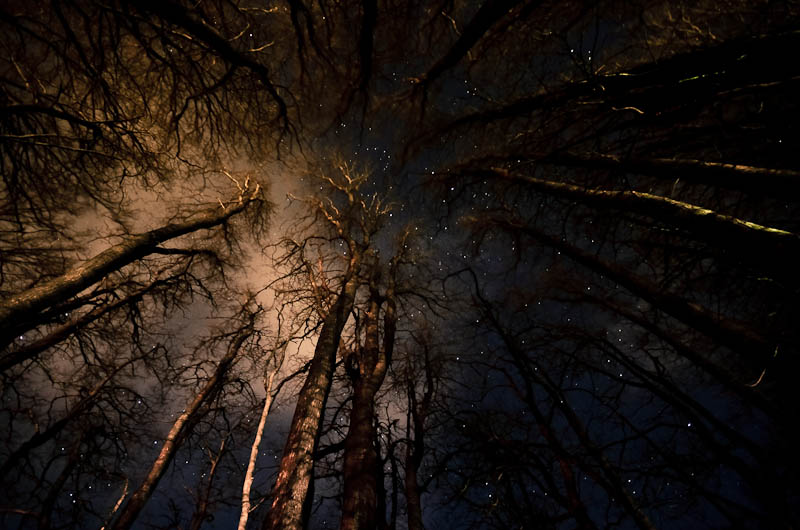 Roots of the Starry Sky
