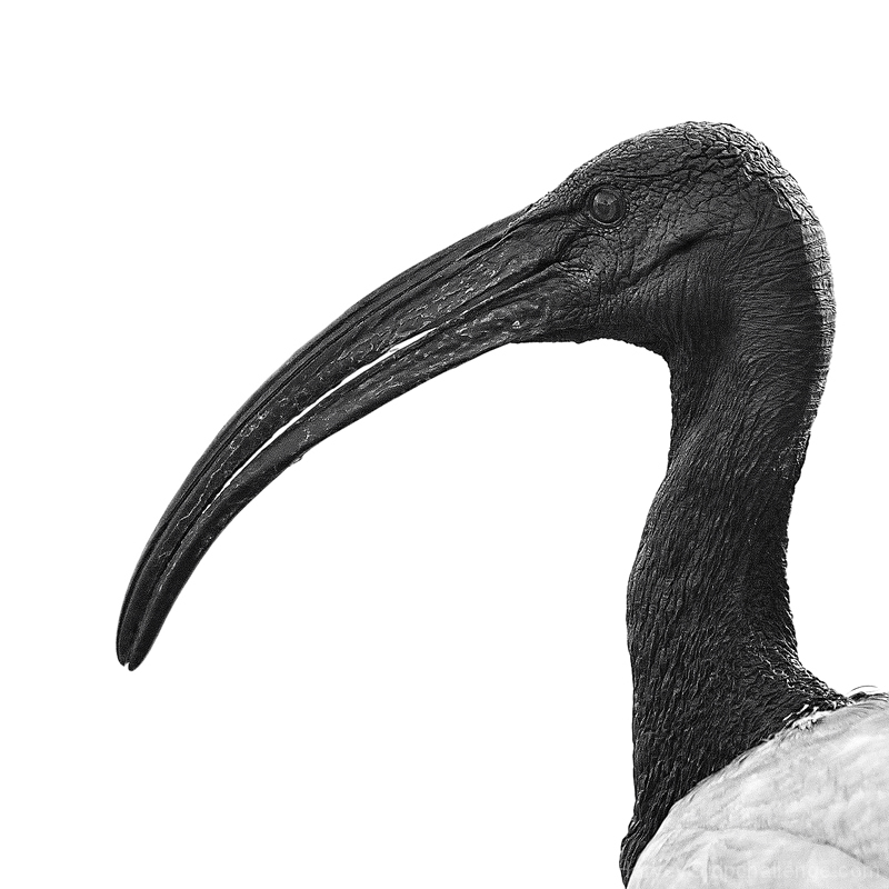 African Sacred Ibis (Threskiornis aethiopicus) - In the wild