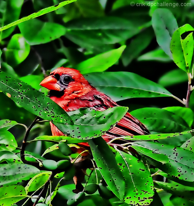 Cardinal