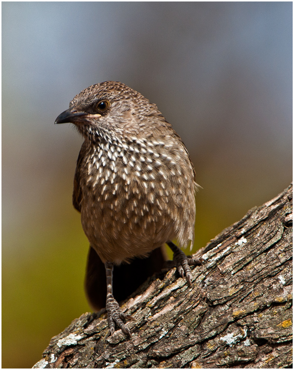 Arrow-marked babler