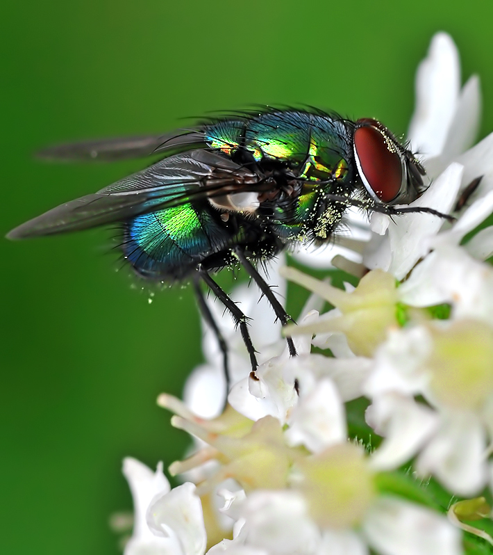 Metallic Fly