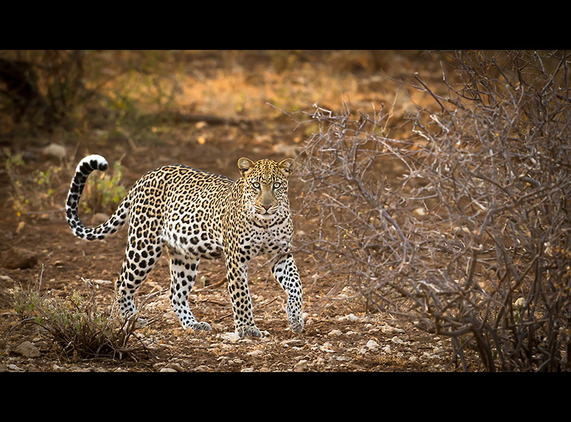 The Leopard Spots