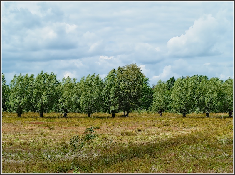 Treescape