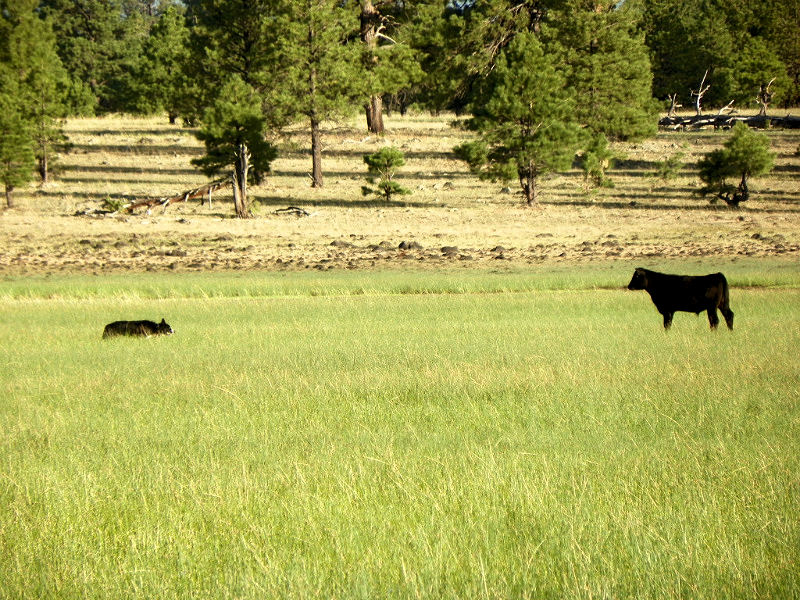 Border Collie Stand Off