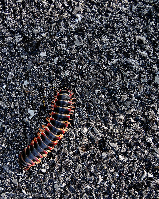 MiLLiPeDe