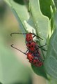 Insecta Porn