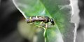 Wasp eating caterpillar 
