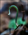 Portrait of an Inchworm