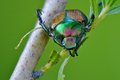 An Inordinate Fondness for Beetles.