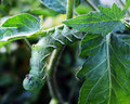 Hornworm