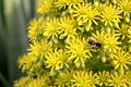 Industrious little bee