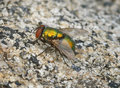 Fly on Granite