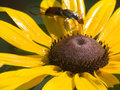 aphid VS. Earwig