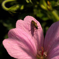 Basking in Pink