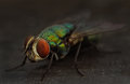 House Fly