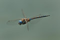 Flying Dragonfly