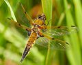 Golden Dragonfly