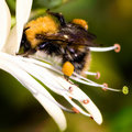 The Honey Maker