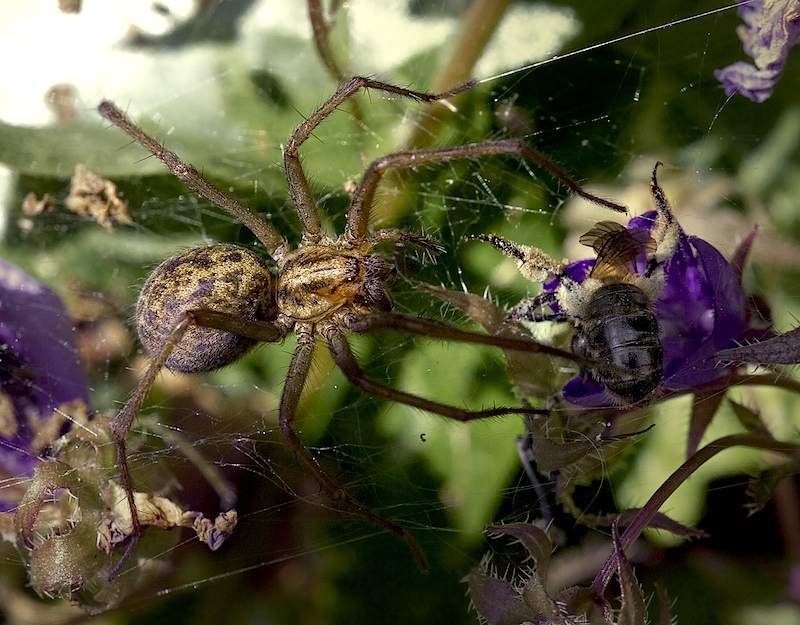 Along came a spider