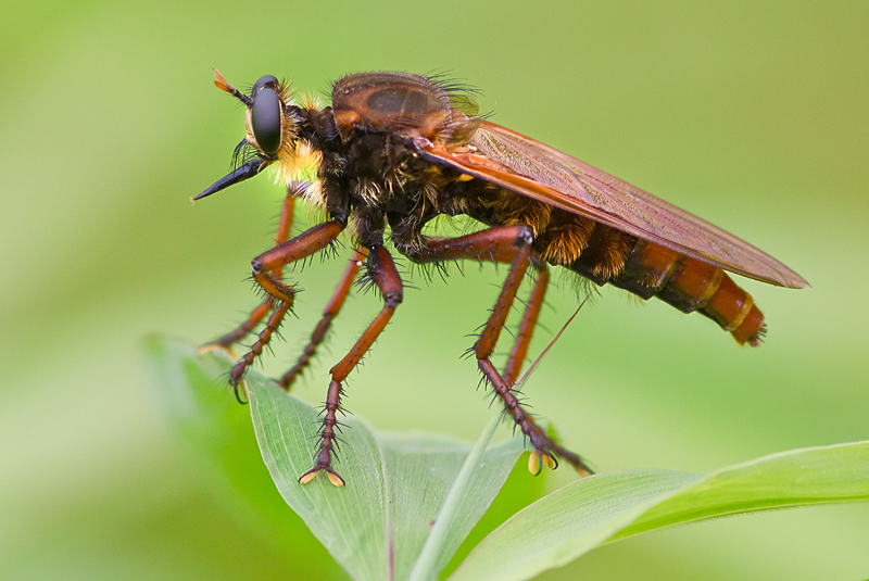 Scary Bug