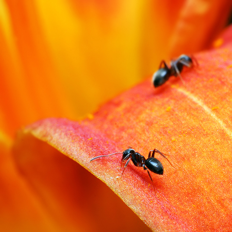 AntZ