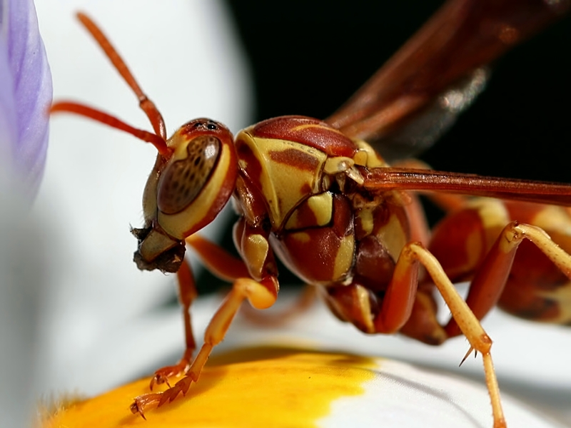 Another Day at the Office - for a Paper Wasp!