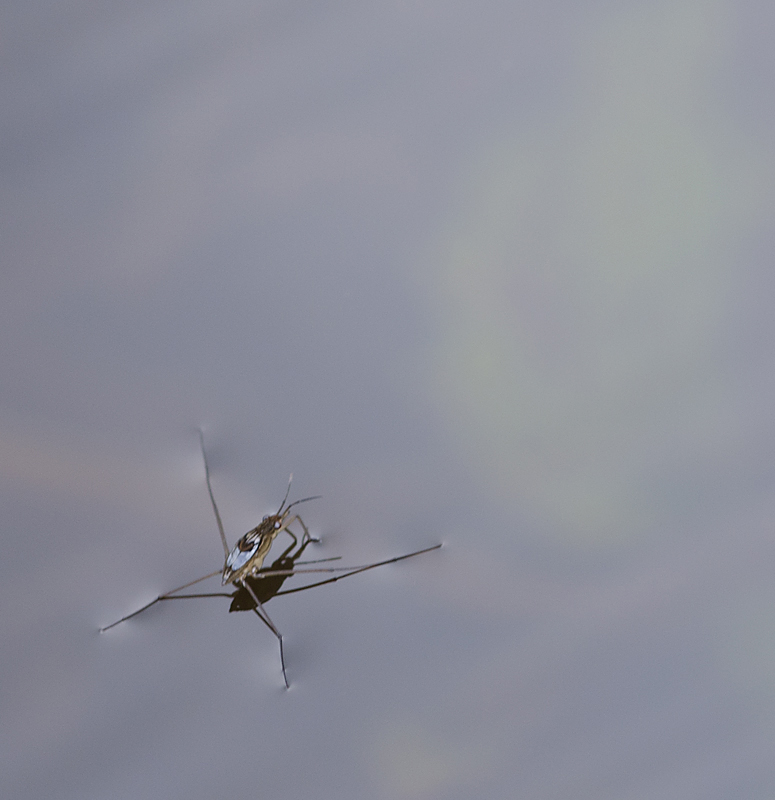 Surface Tension