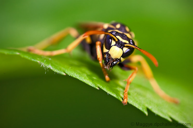 Would you stop bugging me?