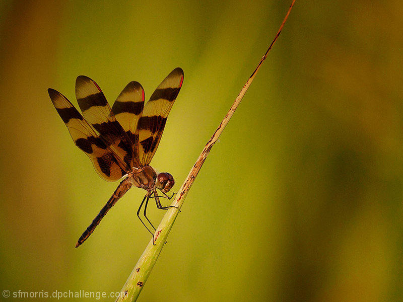 Dragonfly