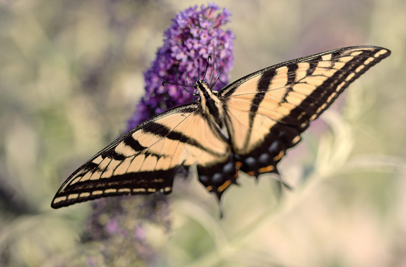 Swallowtail