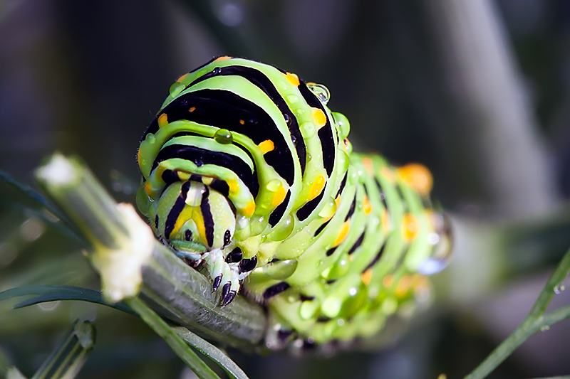 Swallowtail Caterpillar