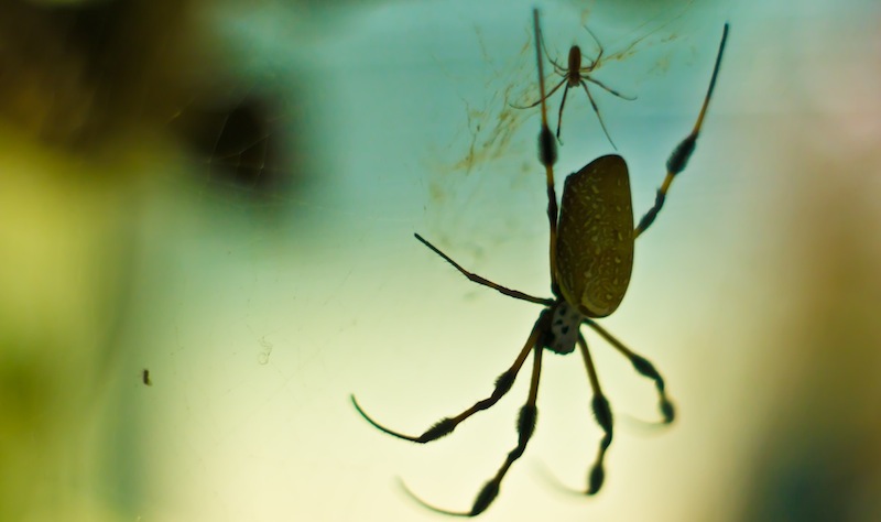 Spider with Baby