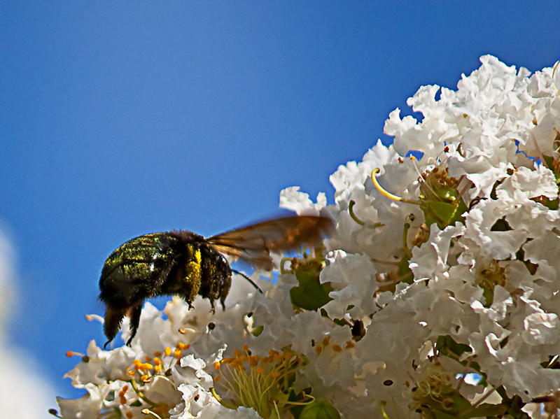 Carpenter Bee