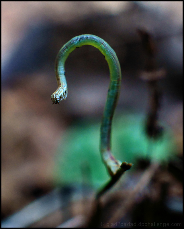 Portrait of an Inchworm