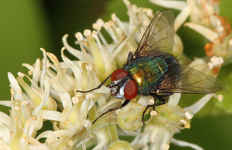 Lucilia sericata (the common green bottle fly)