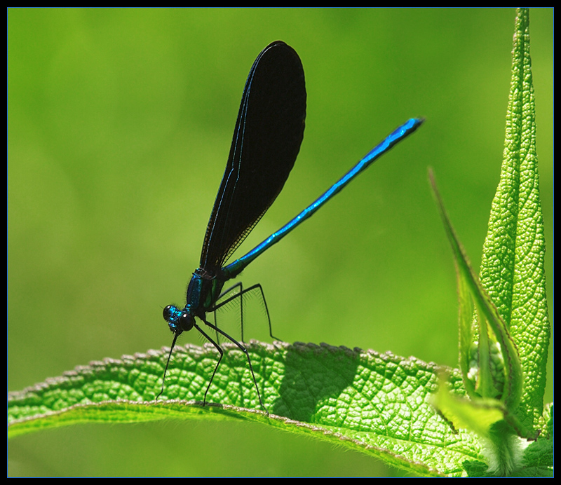 A Damsel Trimmed in Blue