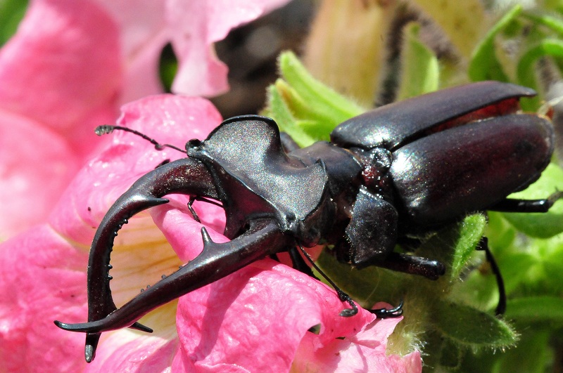 shhhhh!......the flowers are bugged!