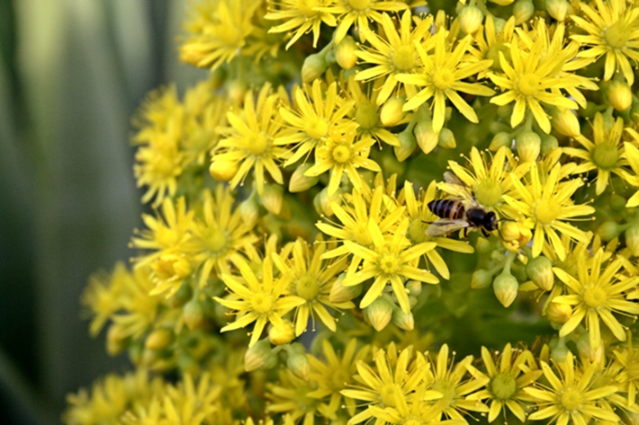 Industrious little bee