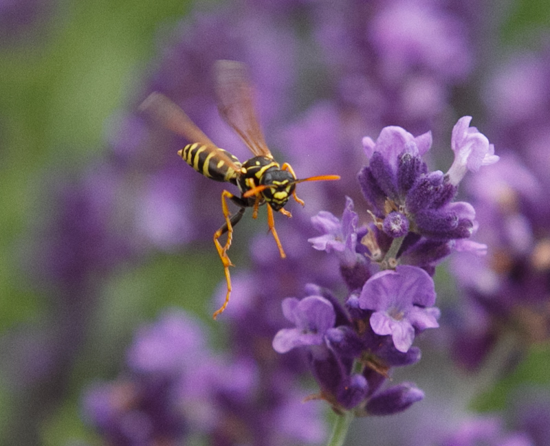 Flying Wasp