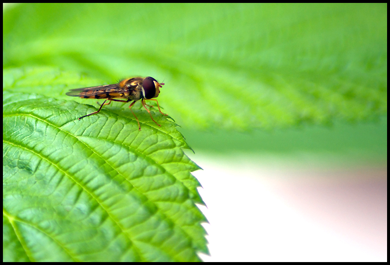 BeeFly