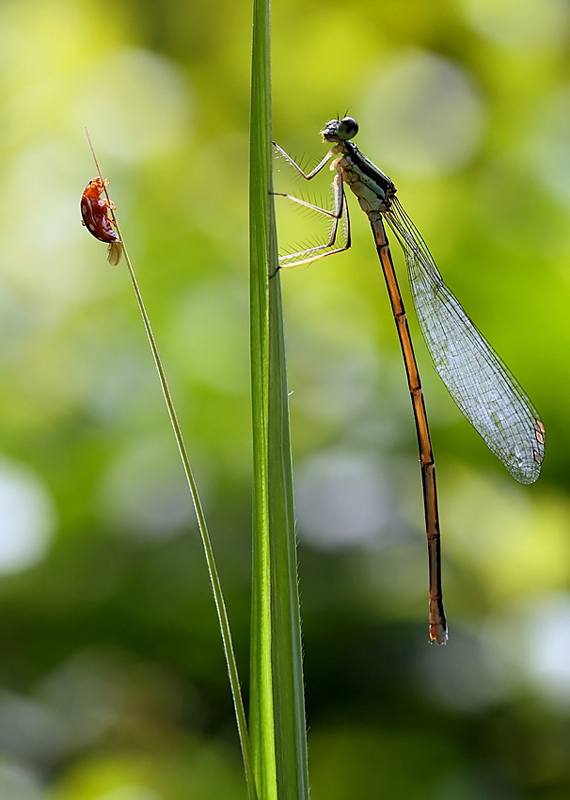 damselfly and ladybug