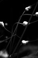 Scapes