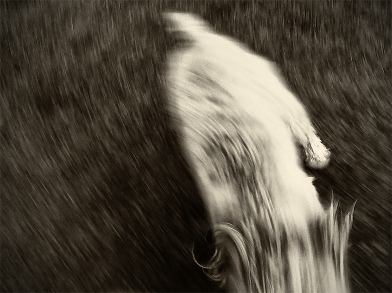 Frenetic